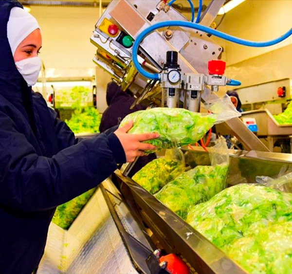 Lider no fornecimento de vegetais congelados<span>.</span> Lider no fornecimento de vegetais congelados<span>.</span>